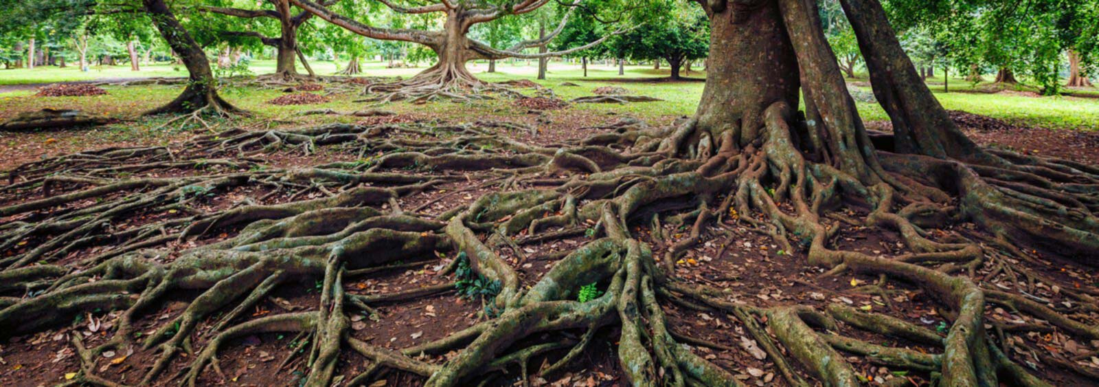 a close up of a tree with many roots in a park