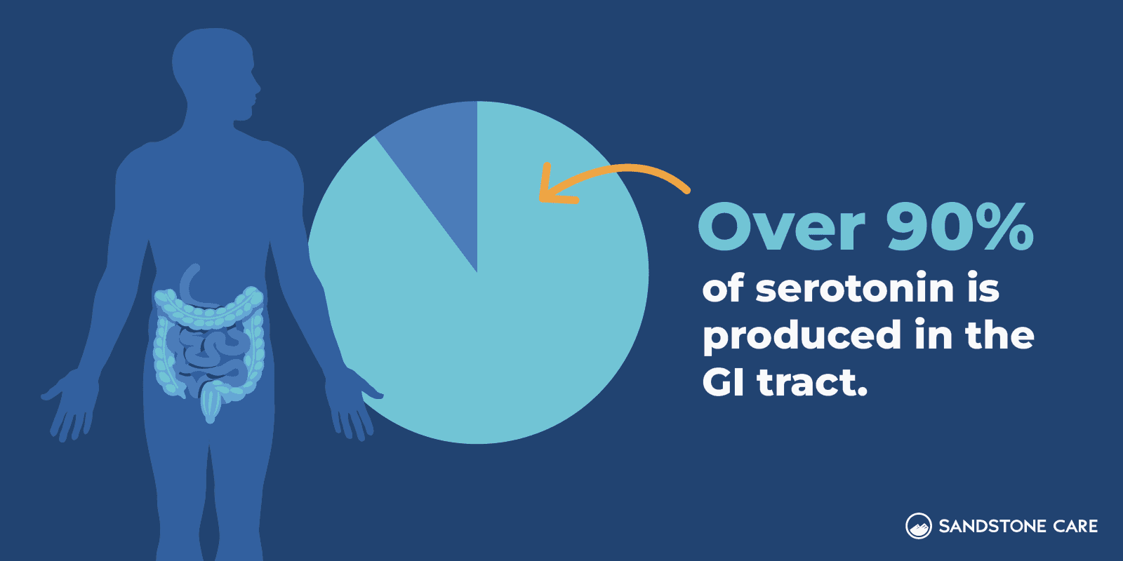 a diagram of a person with a stomach and a pie chart