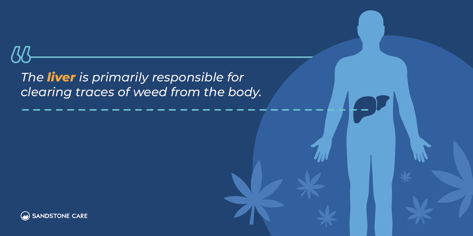 Detoxing from Weed: How to Reset from Smoking Marijuana